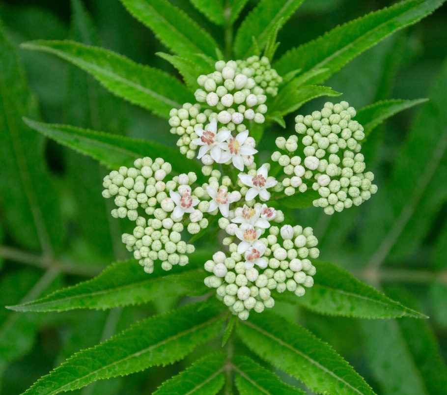 Бузина травянистая Sambucus ebulus l.