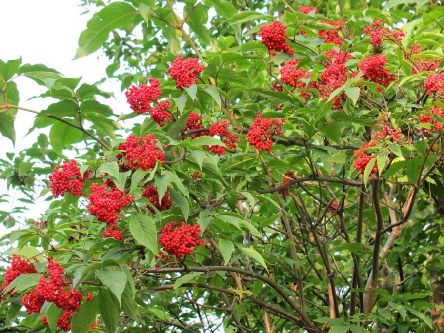Sambucus ebulus