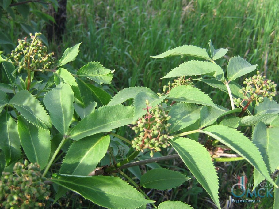 Sambucus tigranii