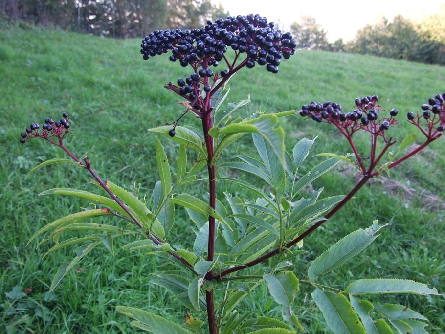 Sambucus ebulus