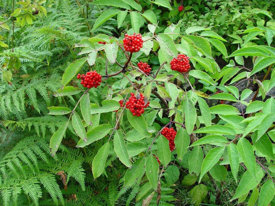 Sambucus williamsii