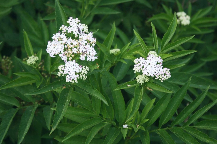 Sambucus ebulus
