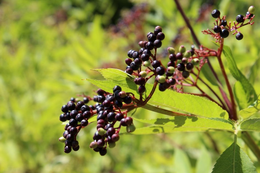 Sambucus ebulus