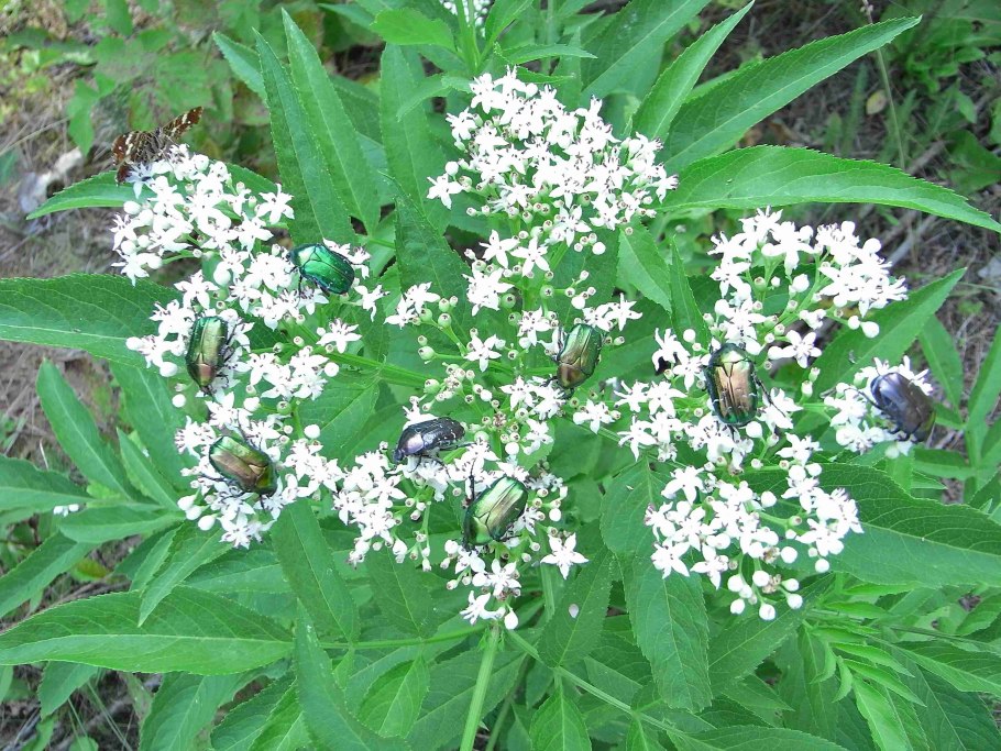 Бузина травяная