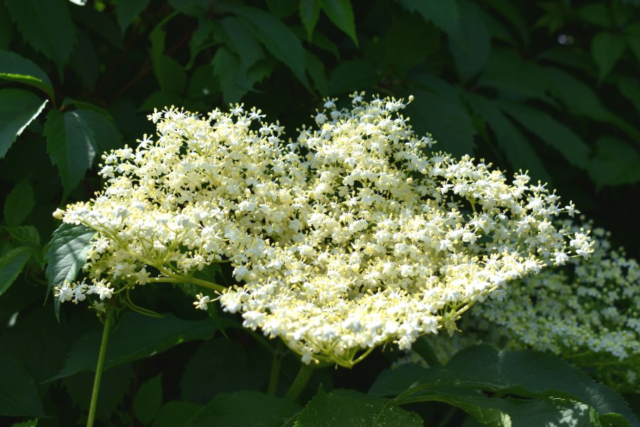 Бузина травяная