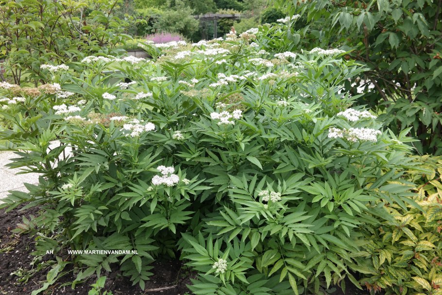 Бузина черная травянистая