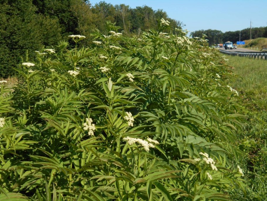 Бузина черная травянистая