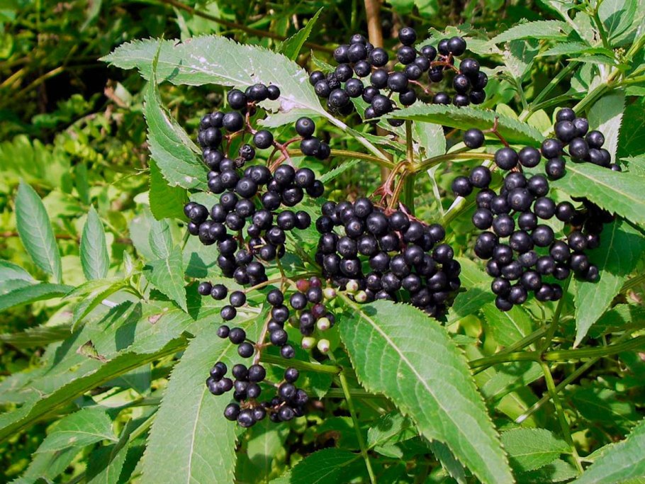 Sambucus ebulus