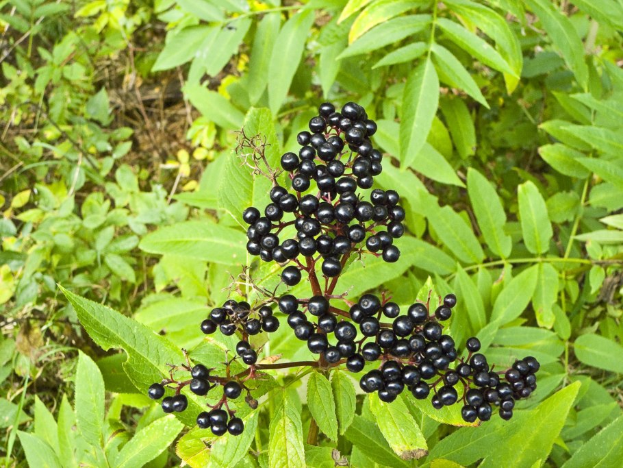 Травянистая Бузина (Sambucus ebulus)