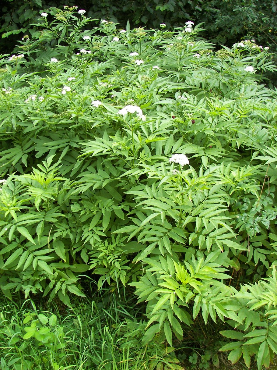 Бузина черная травянистая