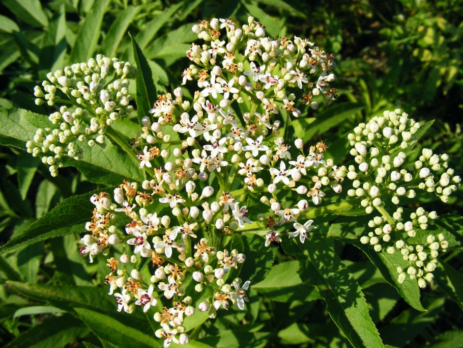 Черная ягода Elderberry