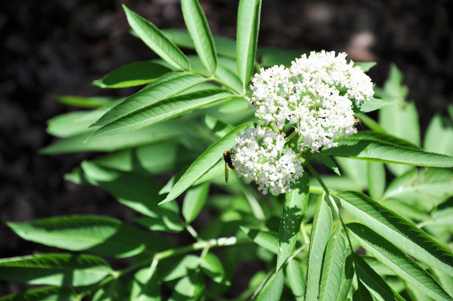 Бузина черная травянистая