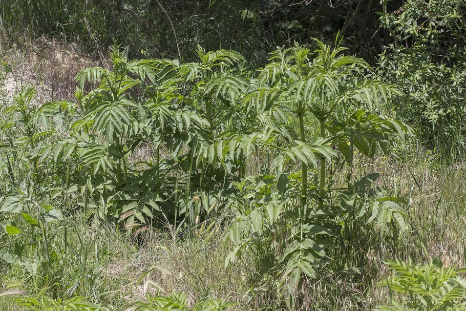 Бузина травянистая сорняк