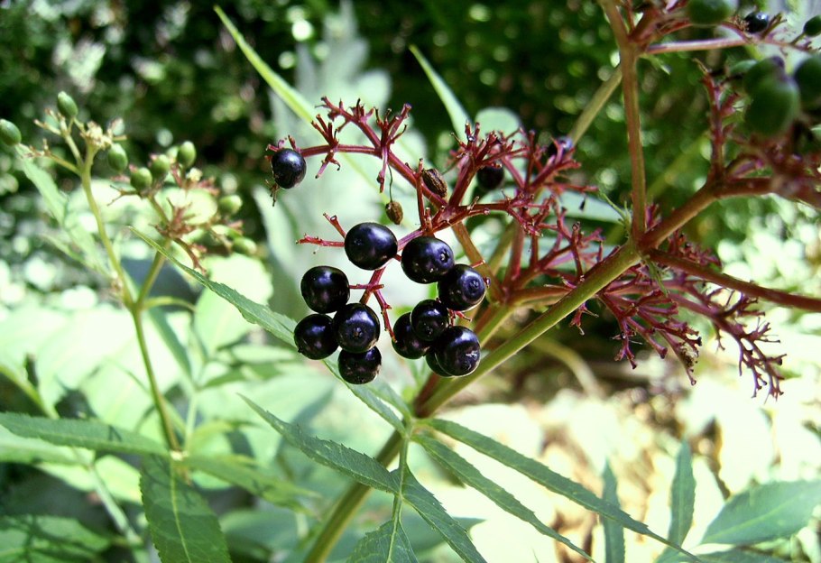 Sambucus ebulus