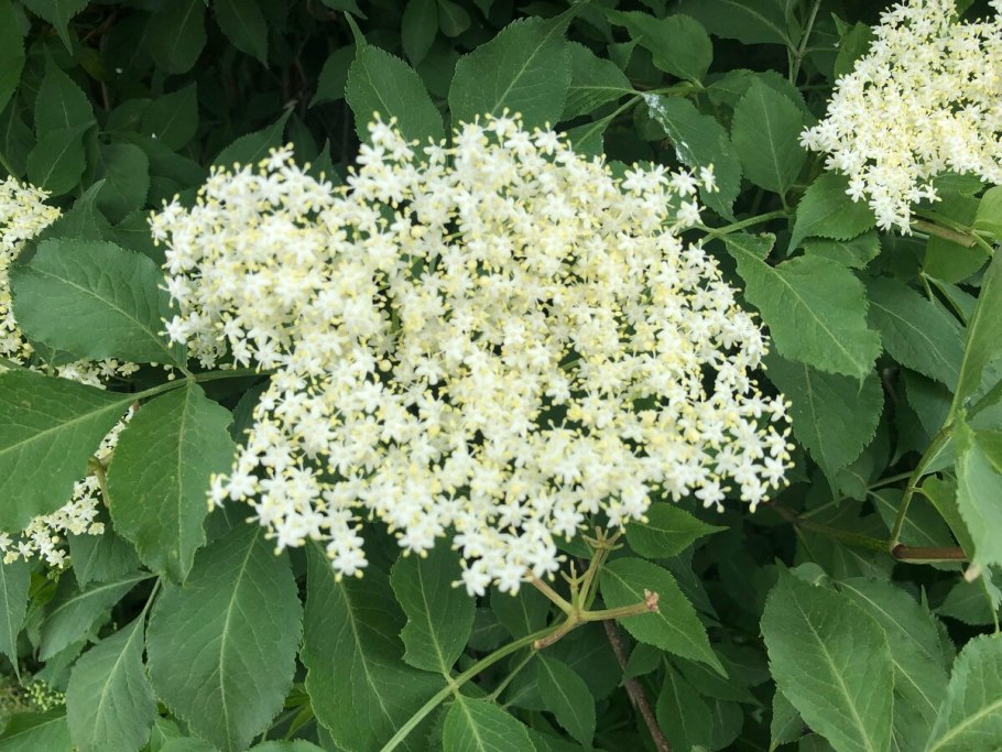 Sambucus ebulus