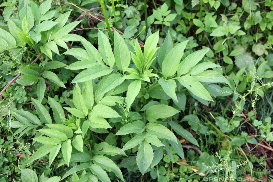 Sambucus ebulus