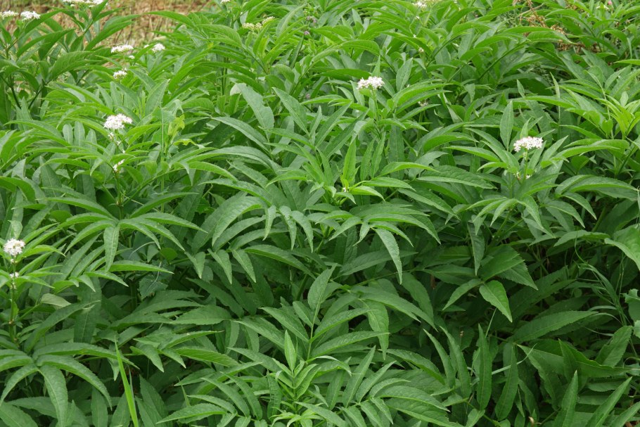 Бузина Dwarf form