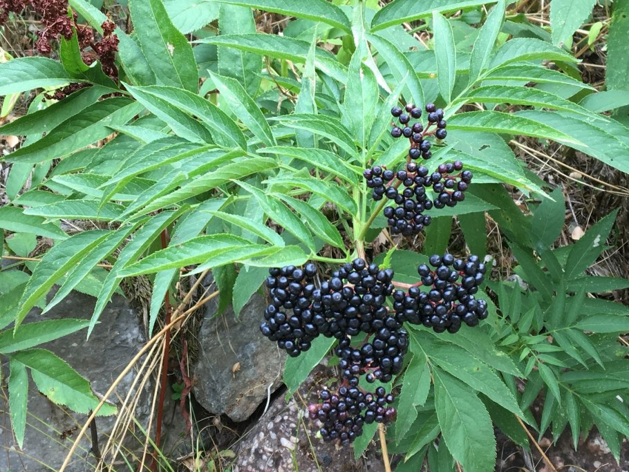 Бузина травяная (вонючая)