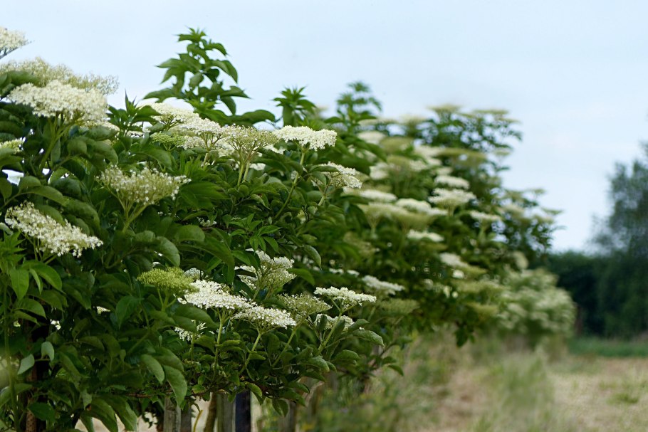 Бузина sambucus nigra