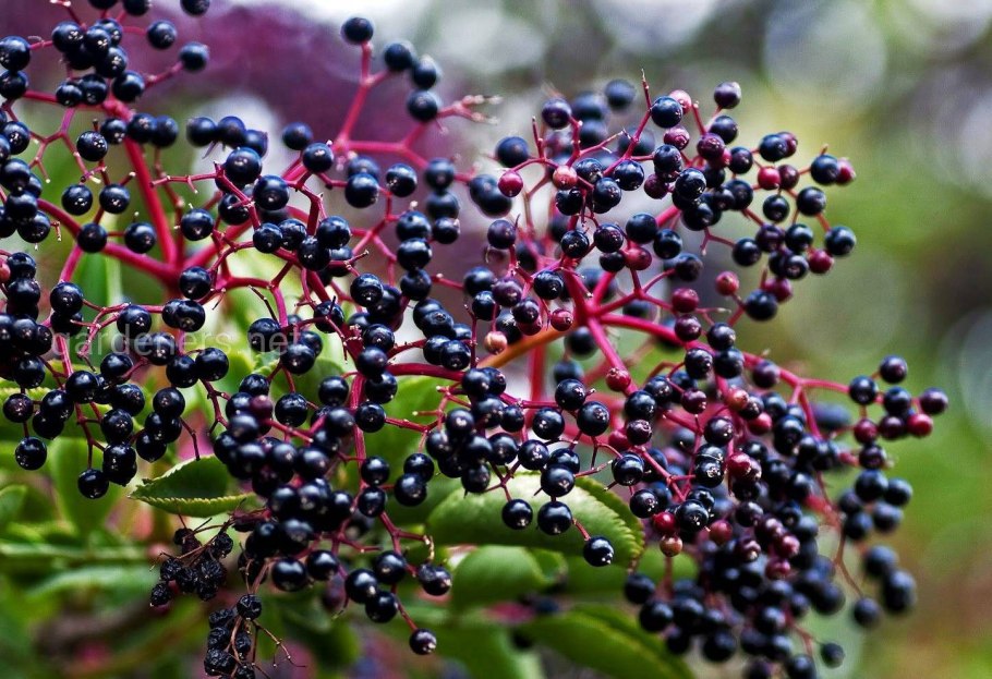 Бузина черная