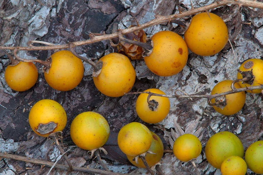 Паслен Дулькамара