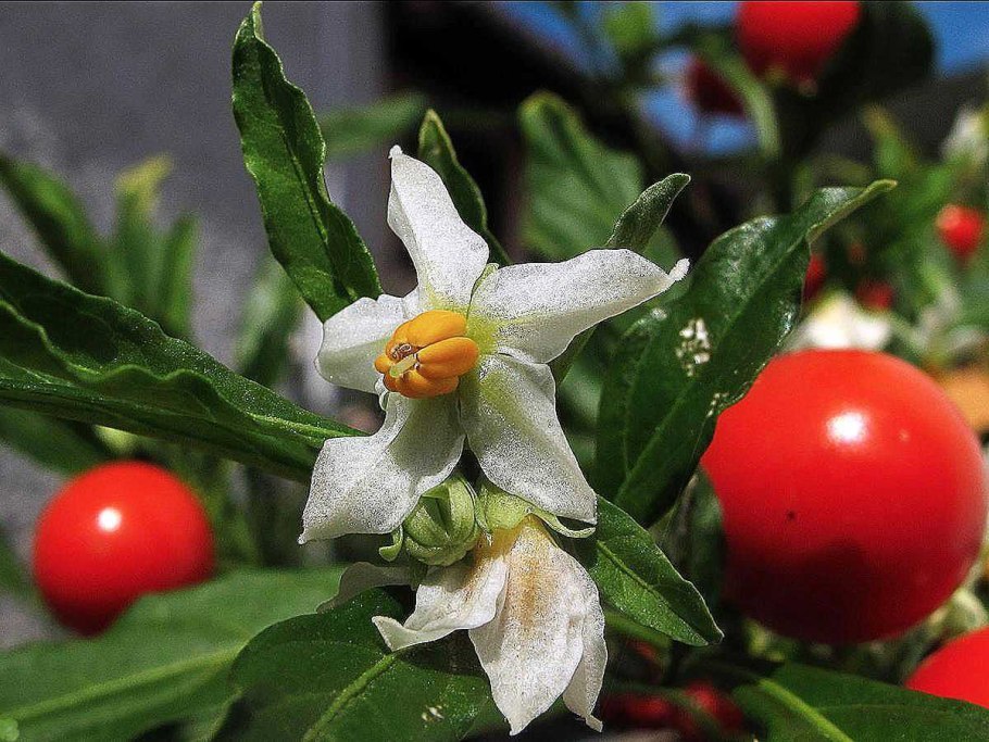 Паслен сосочковый Solanum mammosum