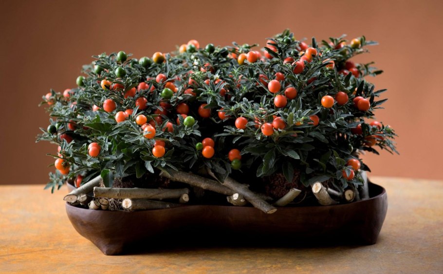 Паслен дерево фото