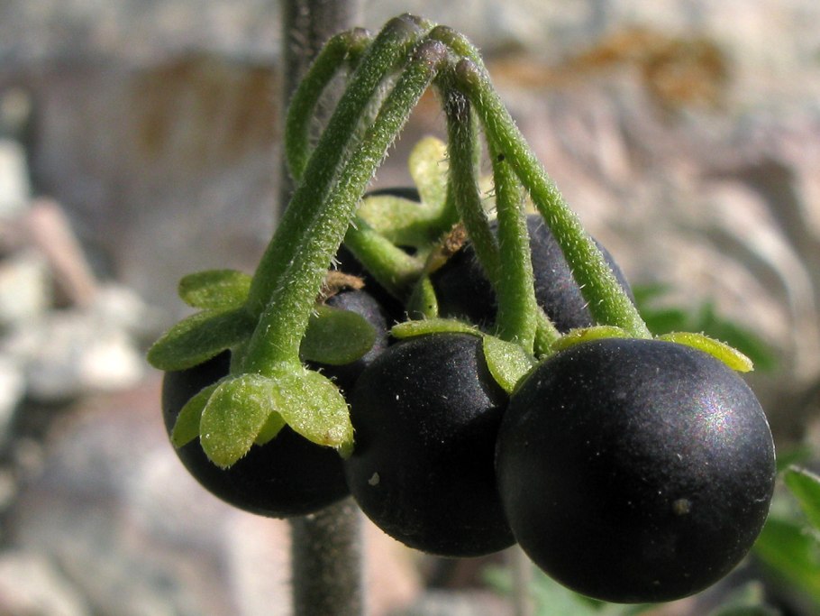 Solanum Umbelliferarum