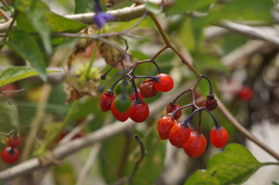 Паслен ягода желтый