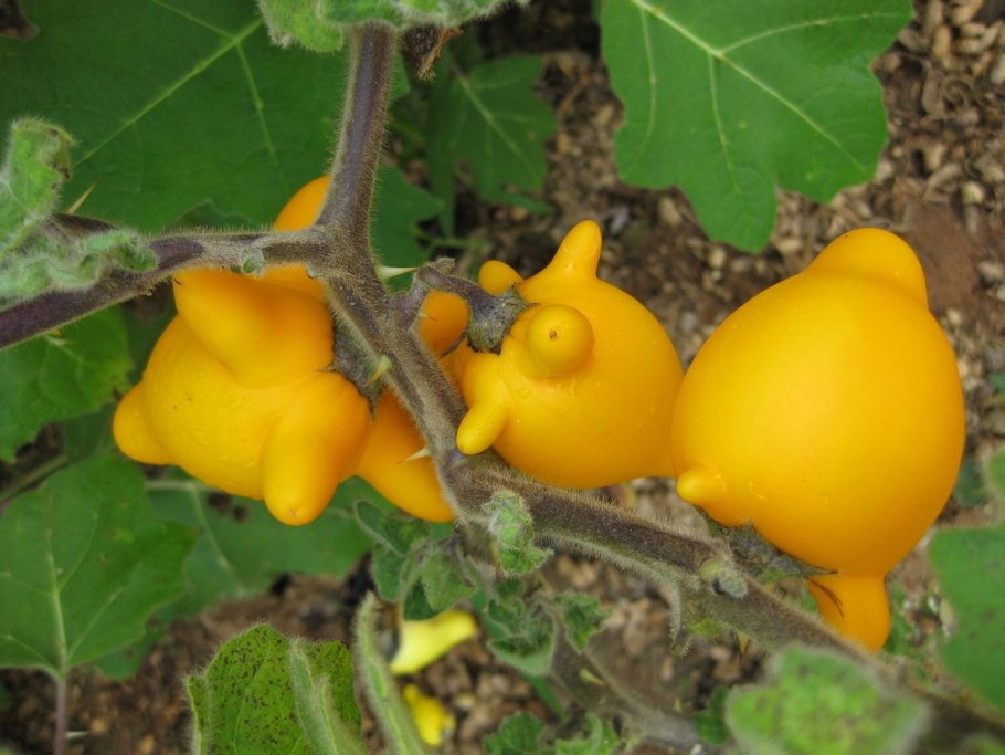 Соланум сосочковый или коровье вымя Solanum mammosum