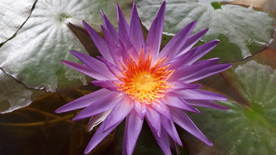 Кувшинка растение