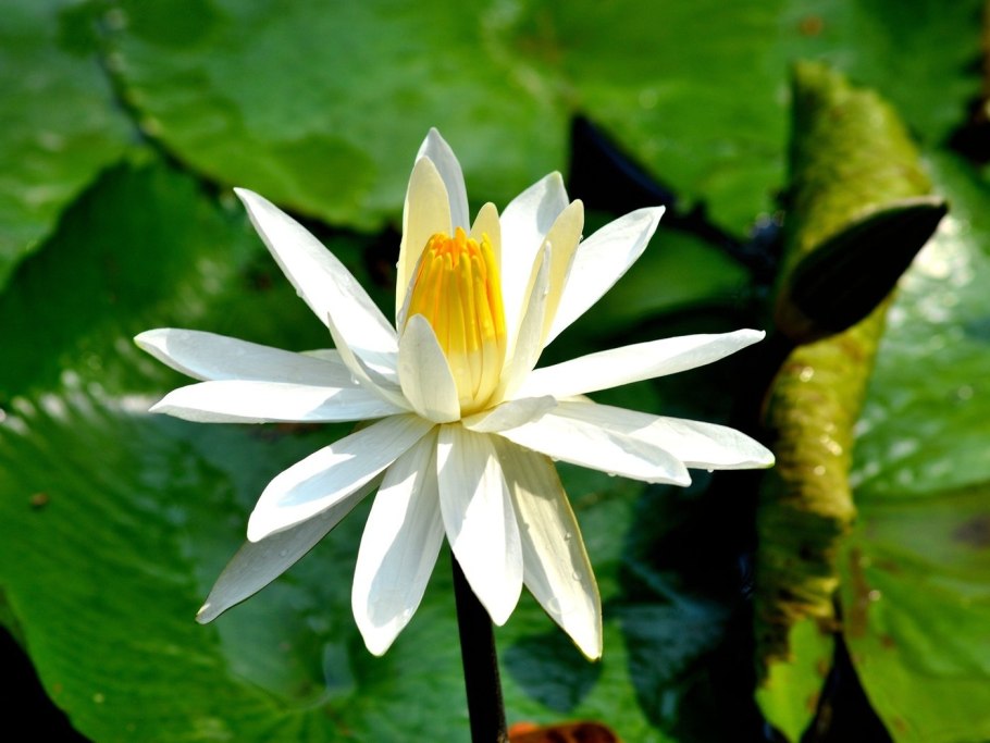 Цветок Королевский Лотос