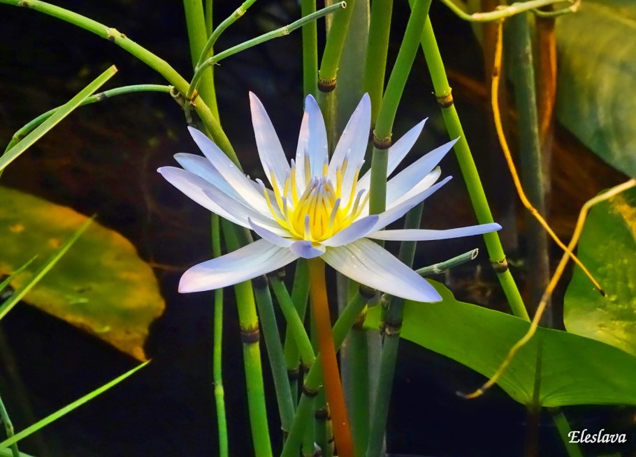 Звёздный Лотос кувшинка звездчатая
