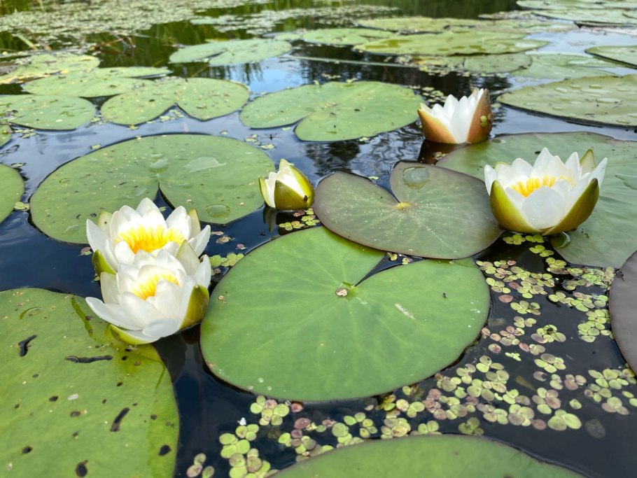 Голубой Лотос (Nymphaea caerulea)