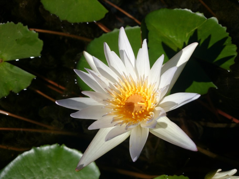 Nymphaea pubescens