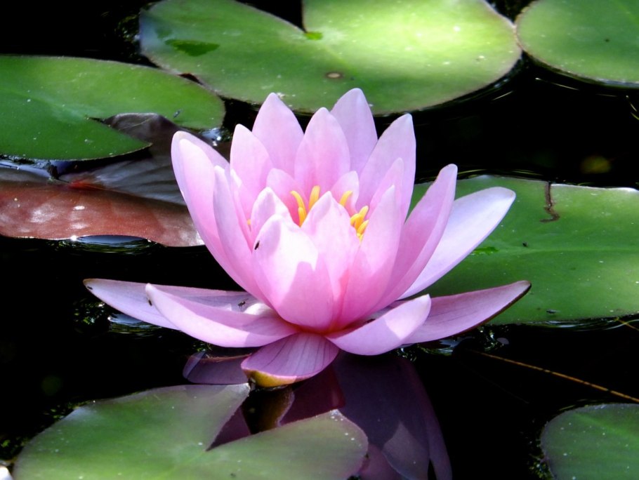 Нимфея луангбангпра