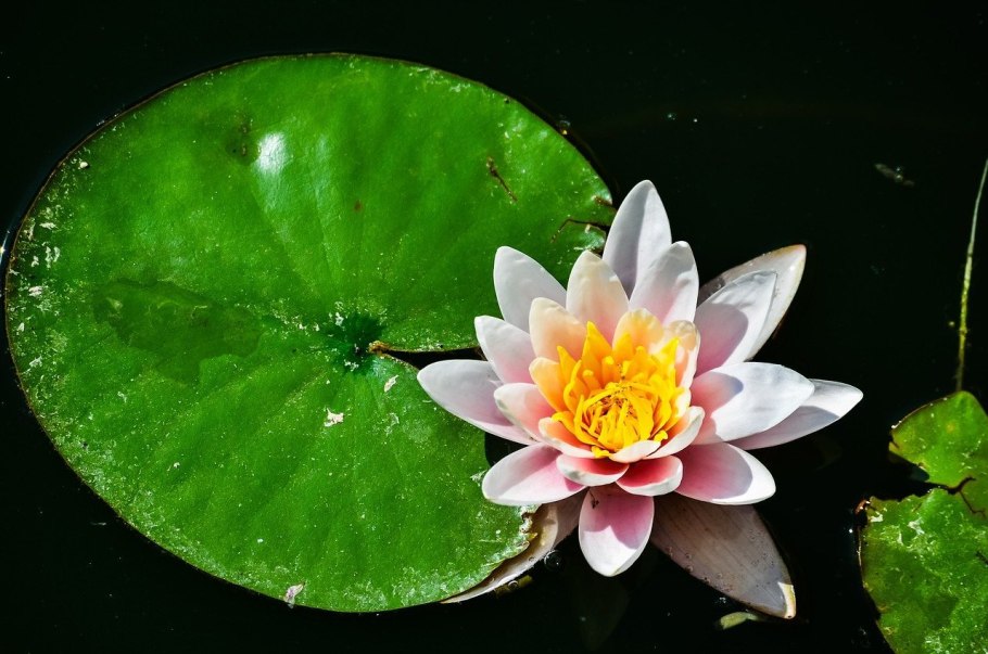 Nymphaea Ellisiana