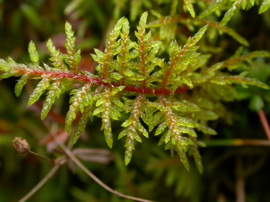 Лобария Пульмонария