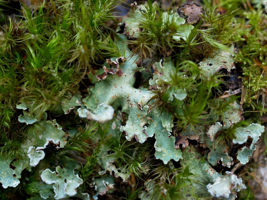 Гриб лопастник ямчатый