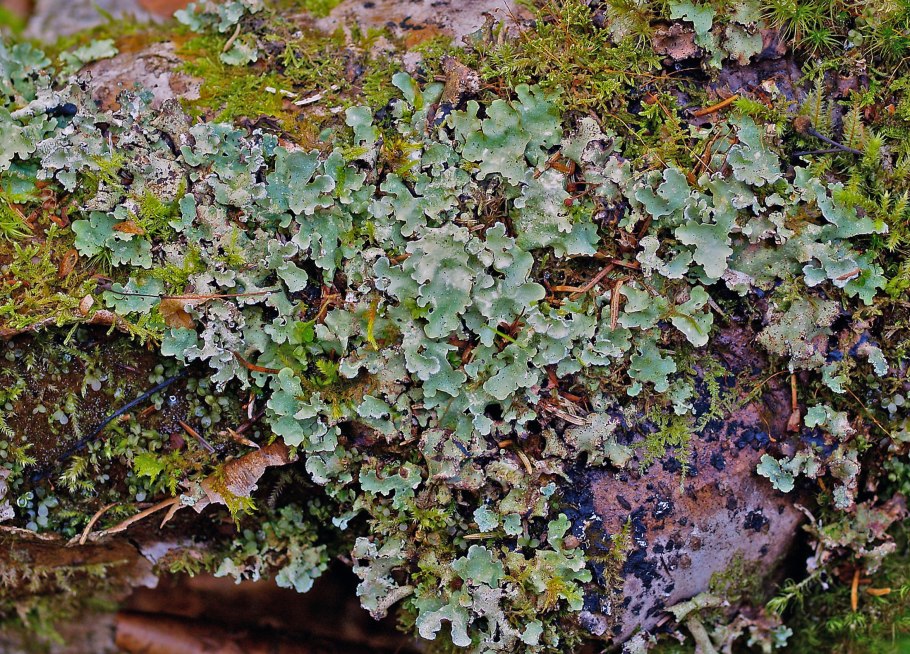 Бергера цветок фото