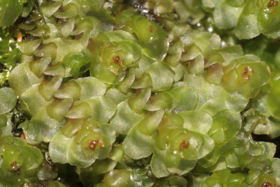 Моховидные печеночники