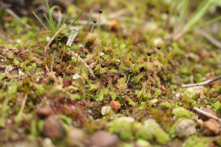 Fossombronia мох
