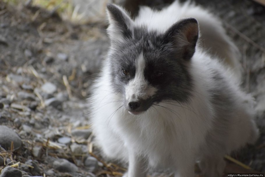 Лобария Пульмонария