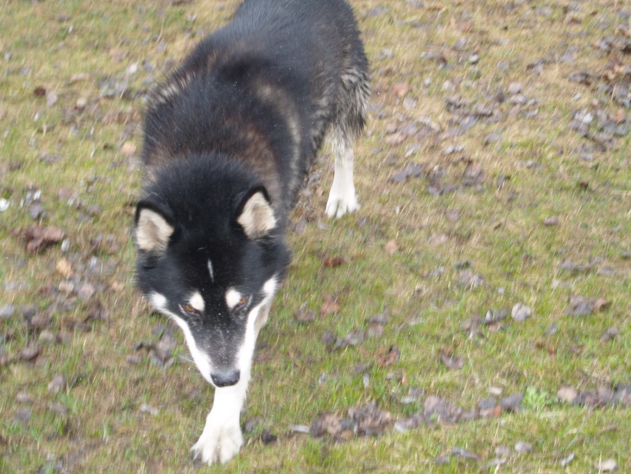 Ареал барана Далла на Аляске
