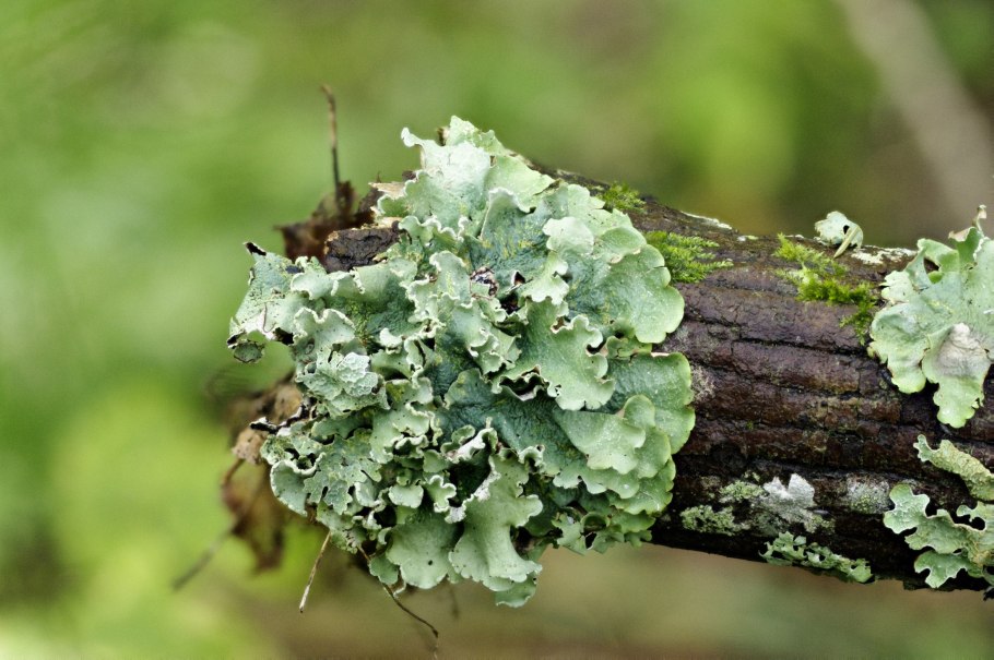 Cladonia cristatella