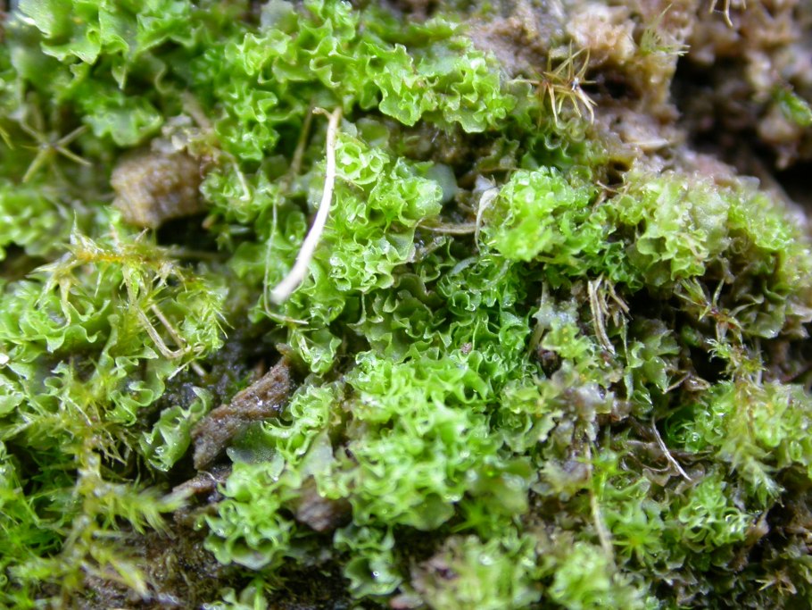 Юнгерманниевые печёночники