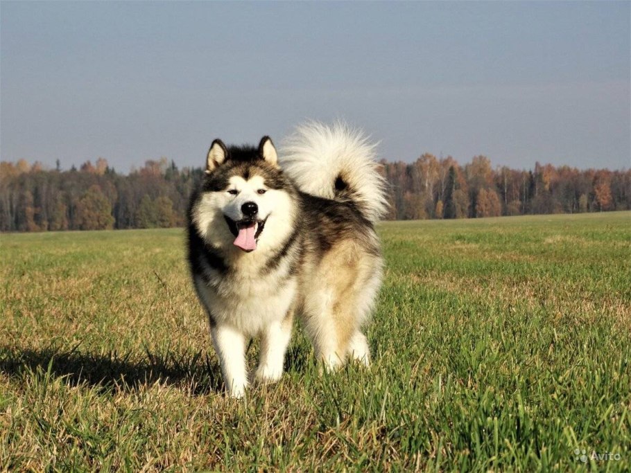 PV контроллер заряда ls1024rp