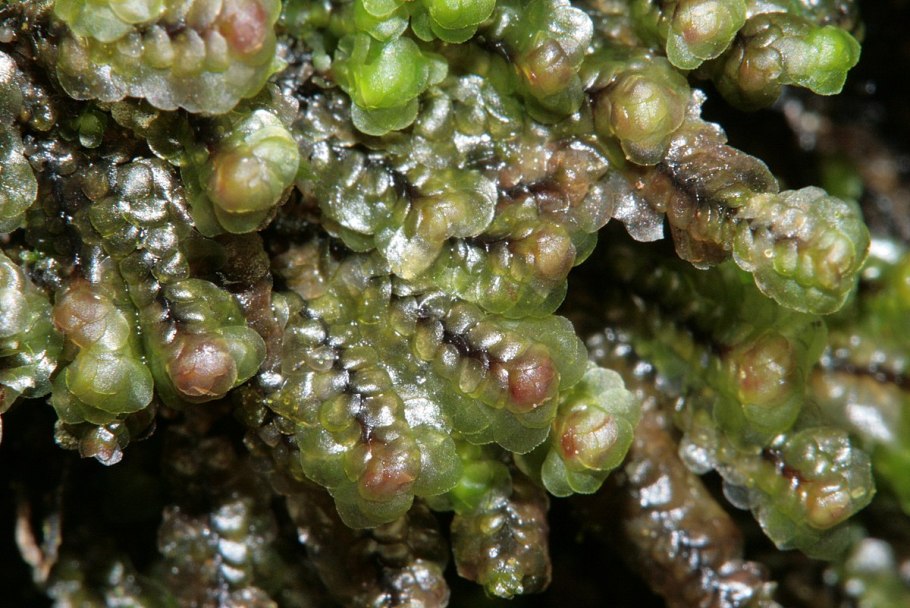 Ophioglossum vulgatum - ужовник обыкновенный