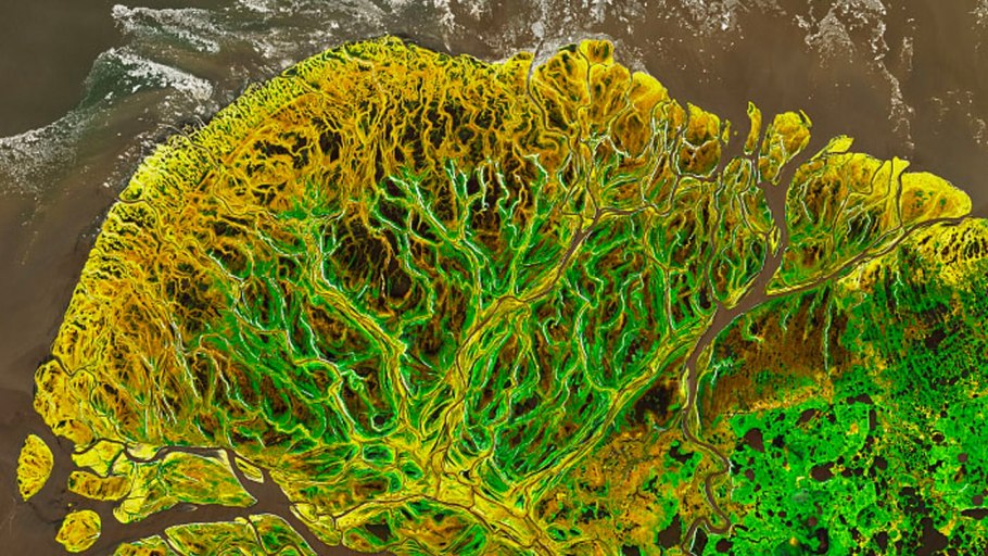 Eriogonum sphaerocephalum