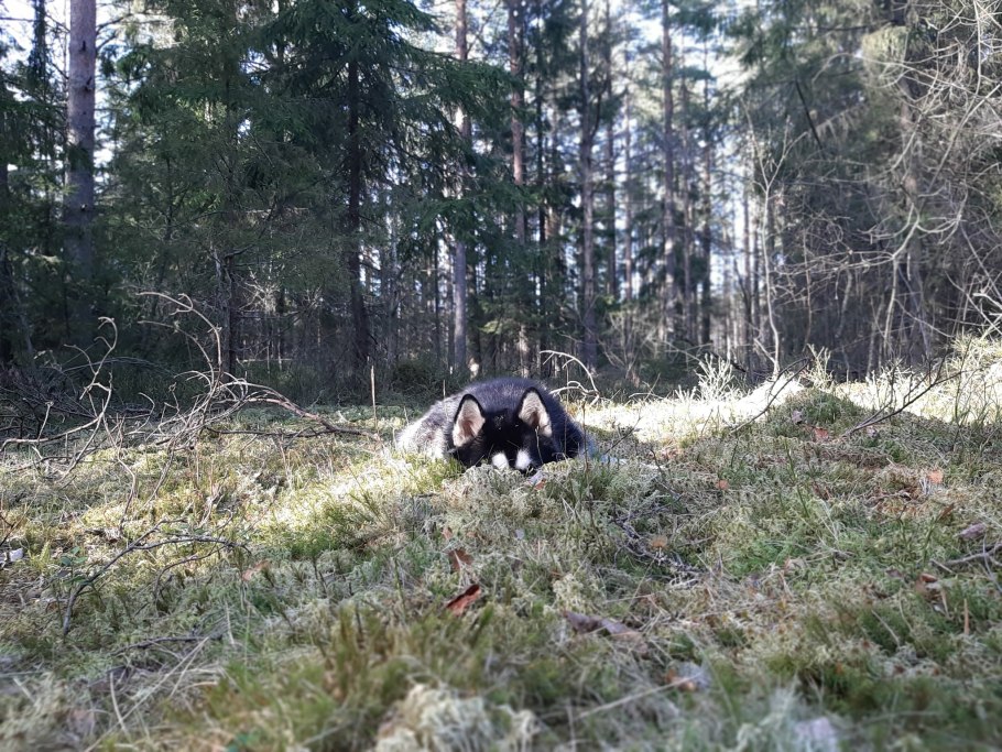 Чучело зверя в библиотеке Анкоридж Аляска фото